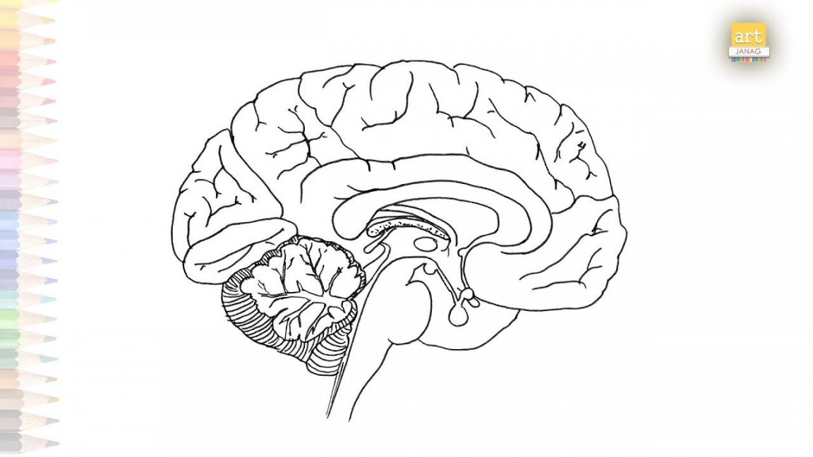 Anatomy of Brain diagram  Human Brain drawing  How to draw Brain