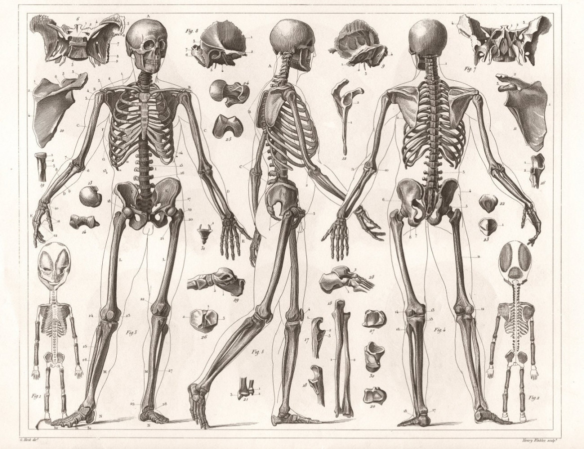 Anatomy Of Human Skeleton, Anatomical Drawing, NEW Fine Art