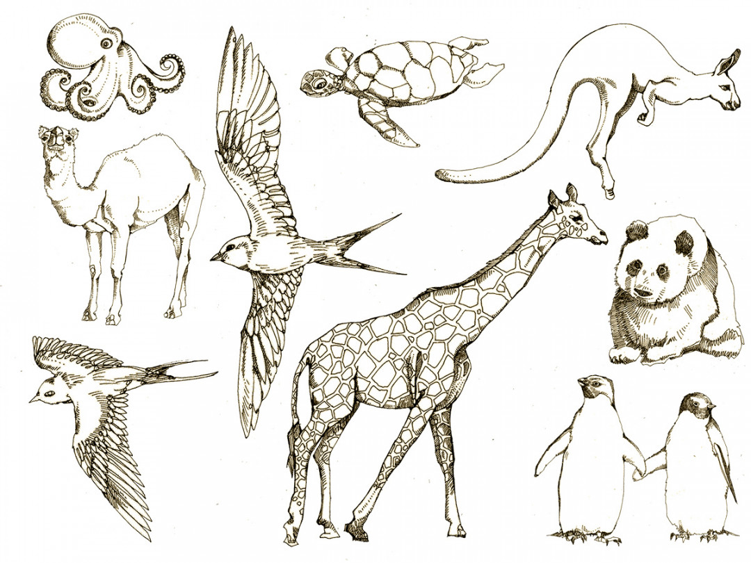Animal Drawings :: Behance