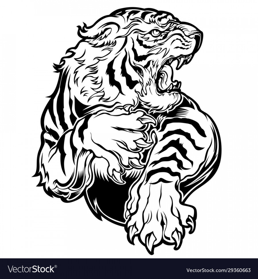 Animals angry tiger drawing Royalty Free Vector Image