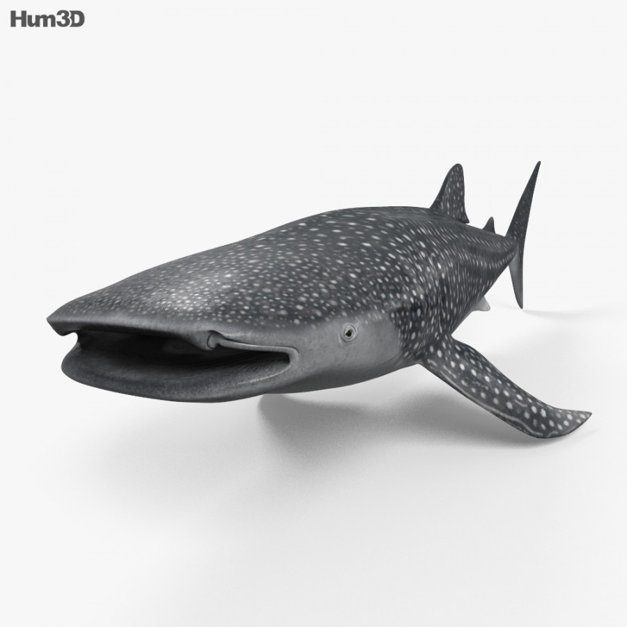 Animated Whale Shark D model - Download Animals on DModels