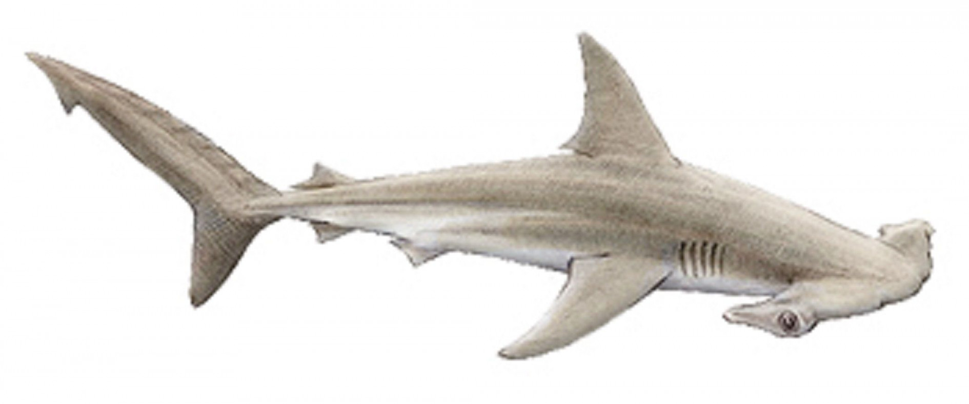 Art illustration - Oceans & Seas - Hammerhead Shark: (Sphyrnidae