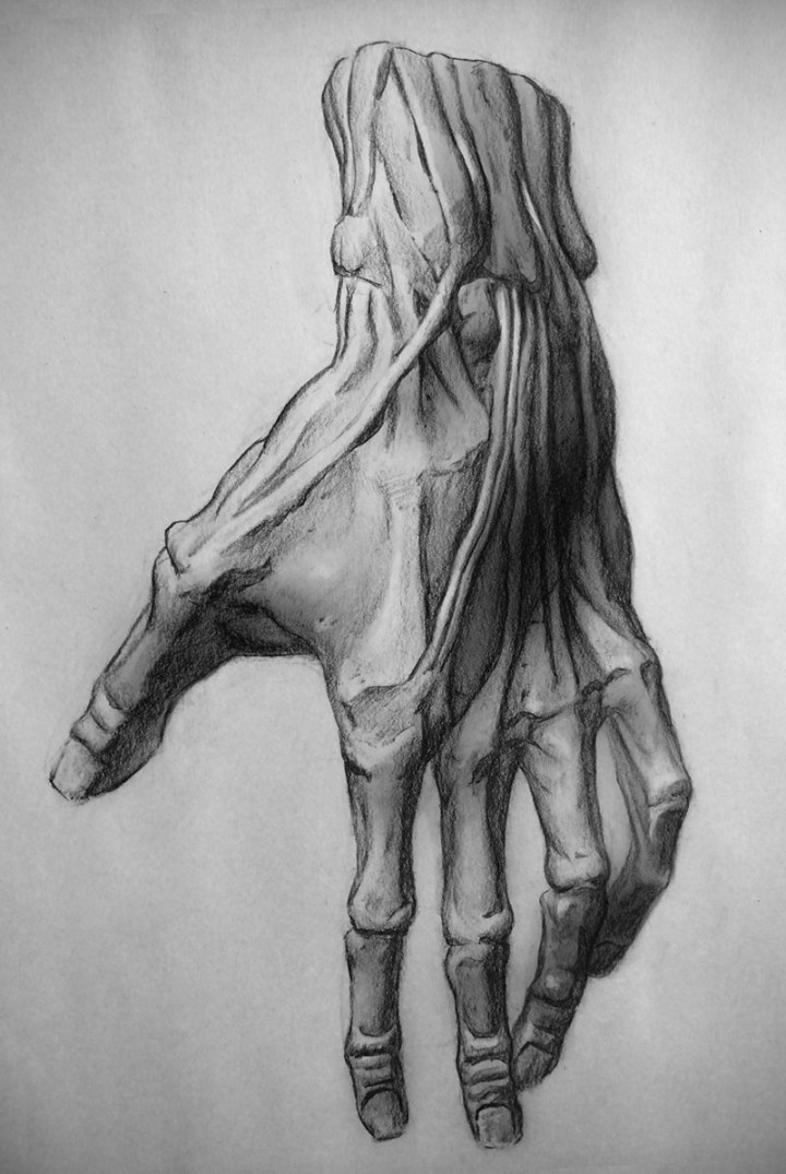 awesome sketch studies  Human anatomy art, Anatomy sketches