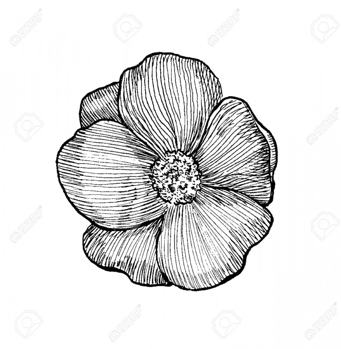 Black And White Sketch Of A Dog Rose Flower Ink Pen Hatching Stock