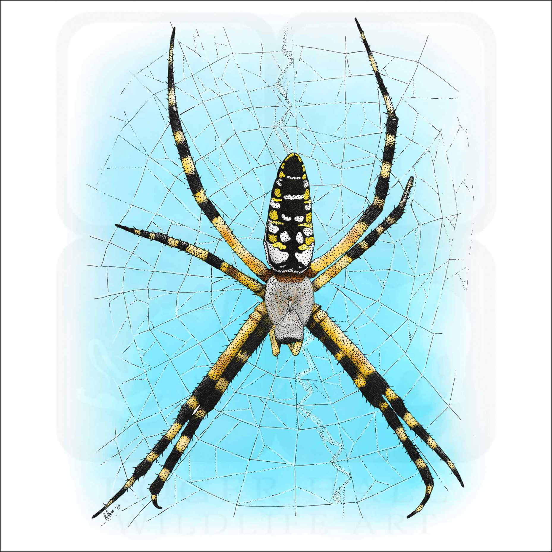 Black and Yellow Garden Spider - Signed Fine Art Print