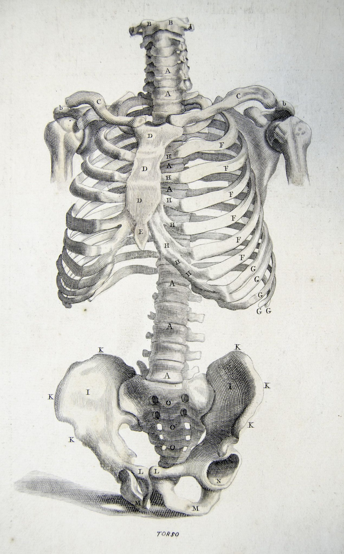 Bones of the torso from Anatomy improv