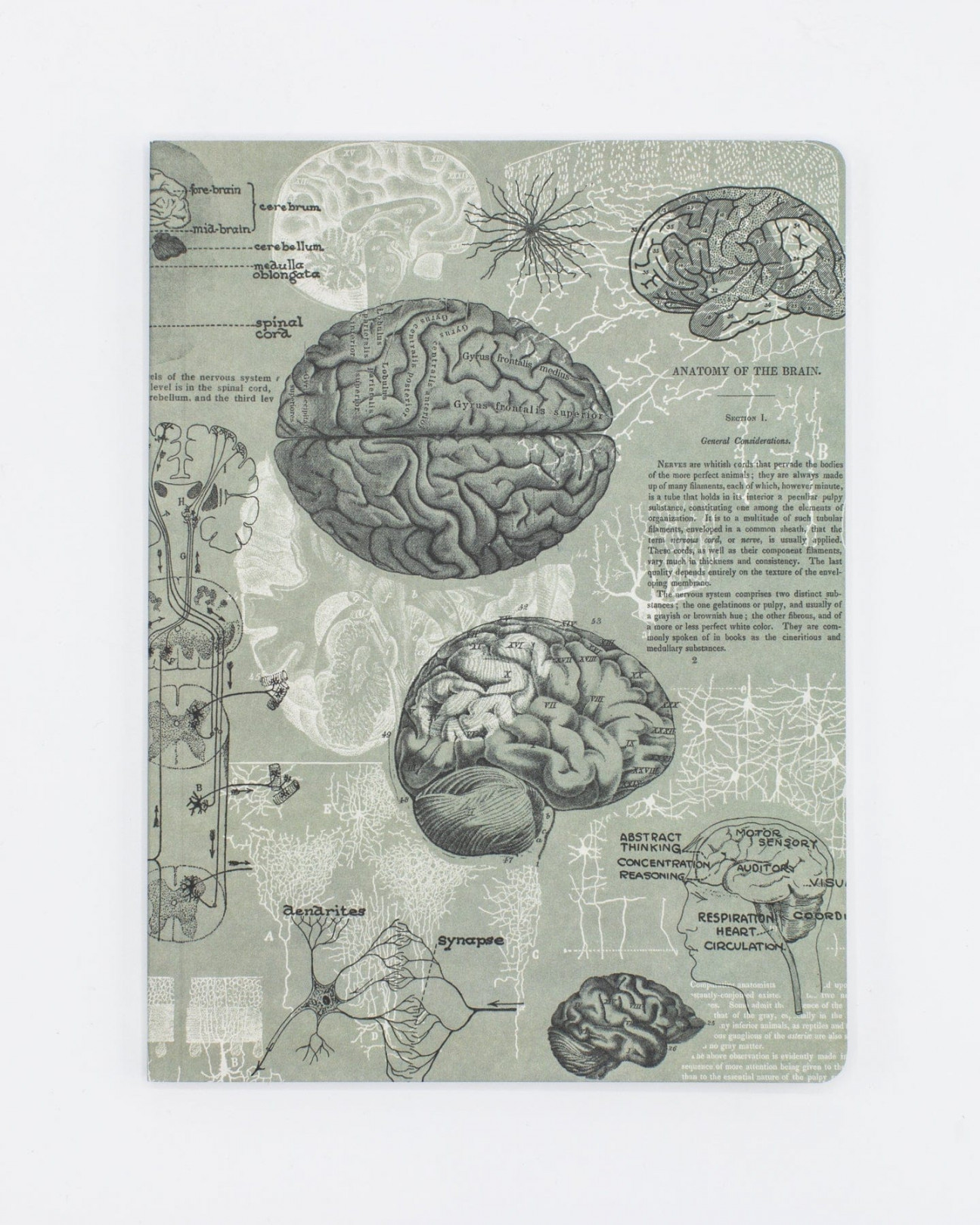 Brain Anatomy Softcover Notebook  Dot Grid Journal