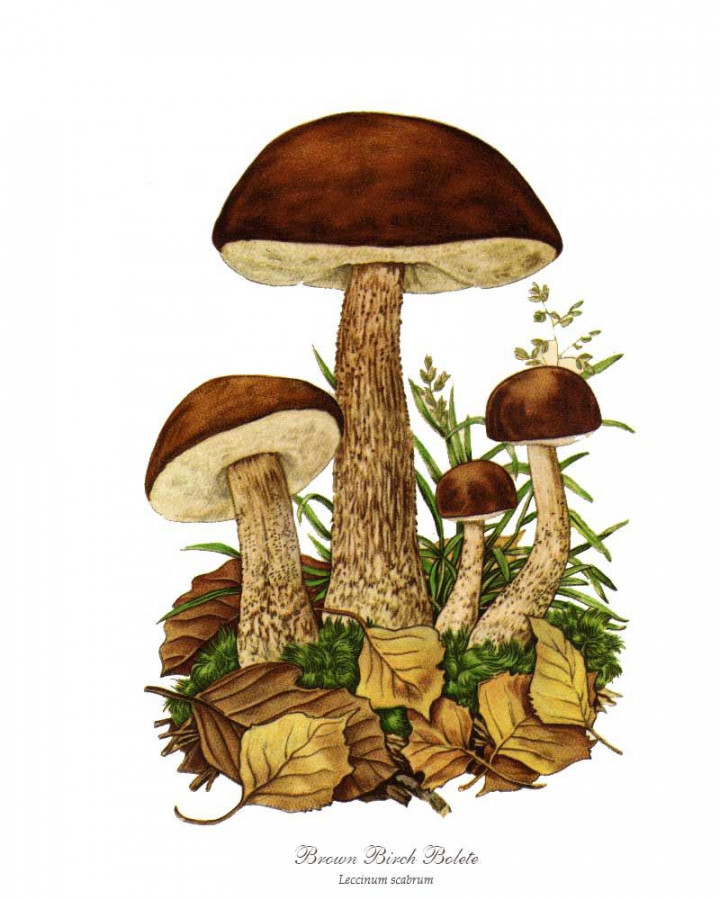 Brown Birch Bolete Mushroom  Stuffed mushrooms, Mushroom drawing