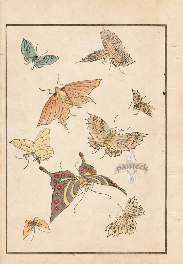 Butterfly Designs from Japanese Design Prints for Decorative Arts