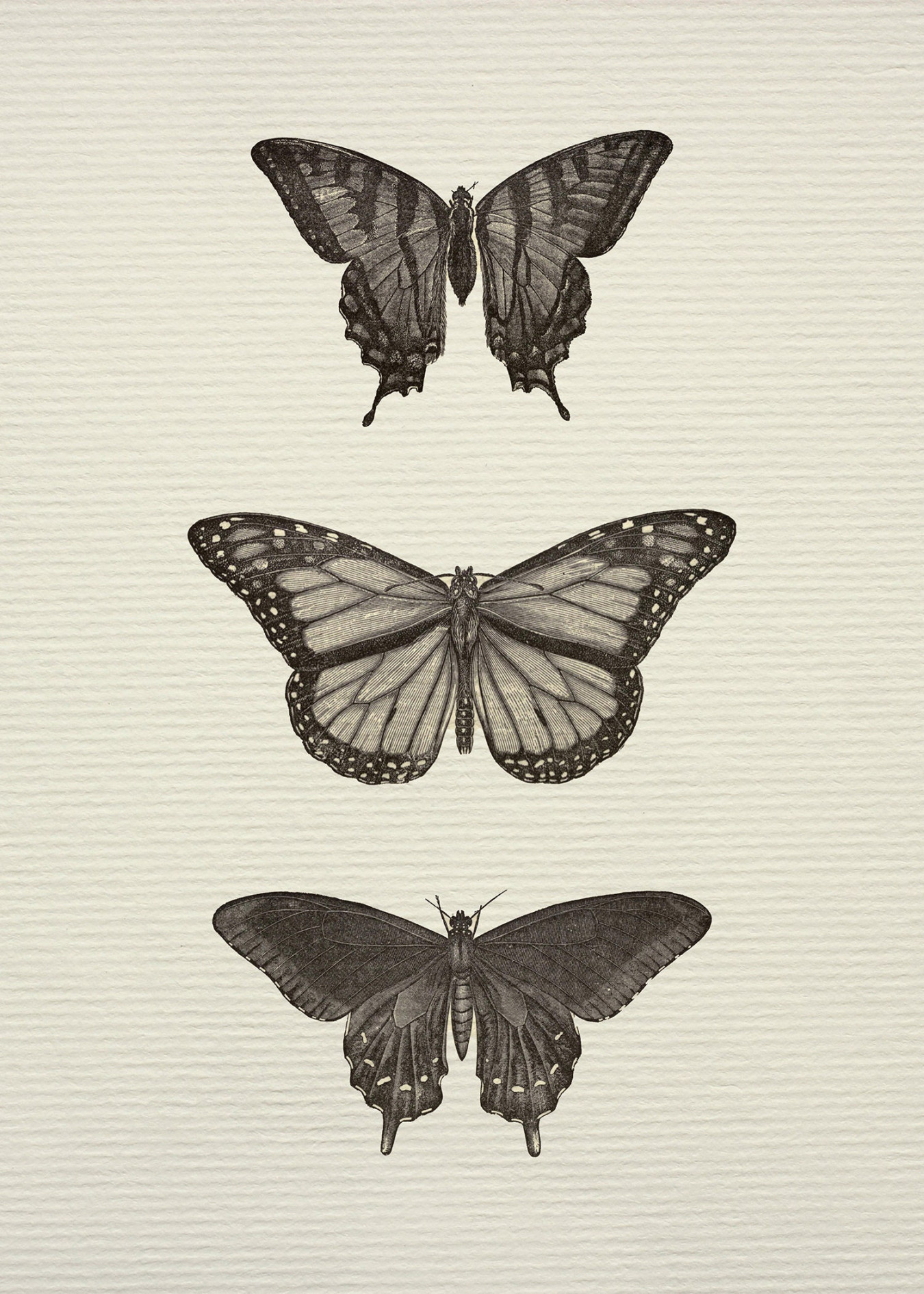 Buy Vintage Neutral Butterfly Print / Antique Butterfly Drawing