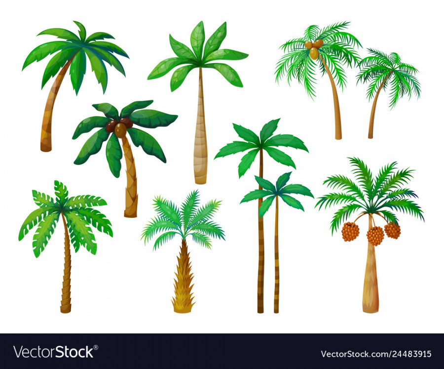Cartoon palm tree jungle trees with green Vector Image