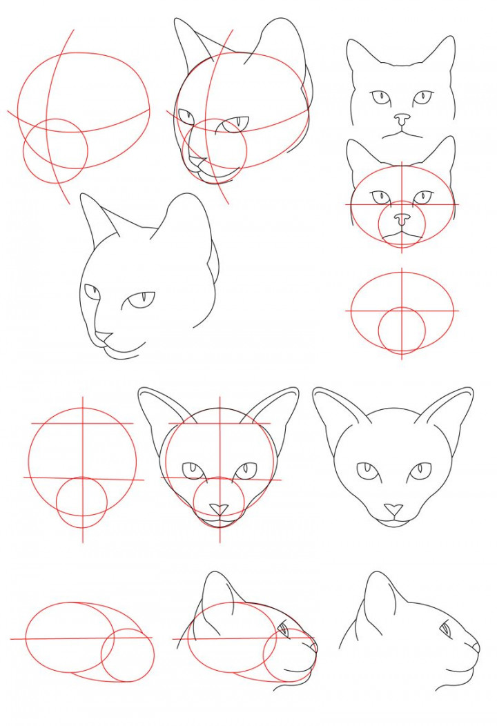 Cat Tutorial - Head by PerianArdocyl on deviantART  Cat drawing
