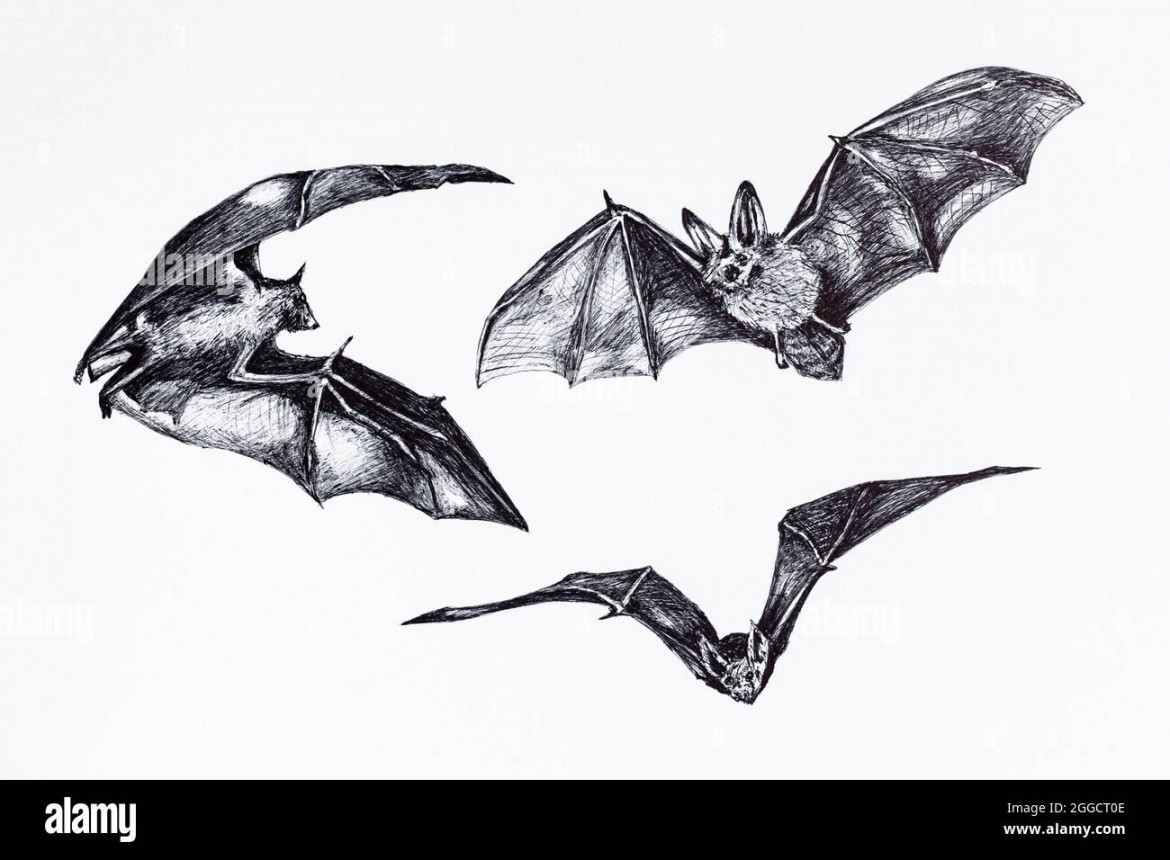 Collection sketch of bats