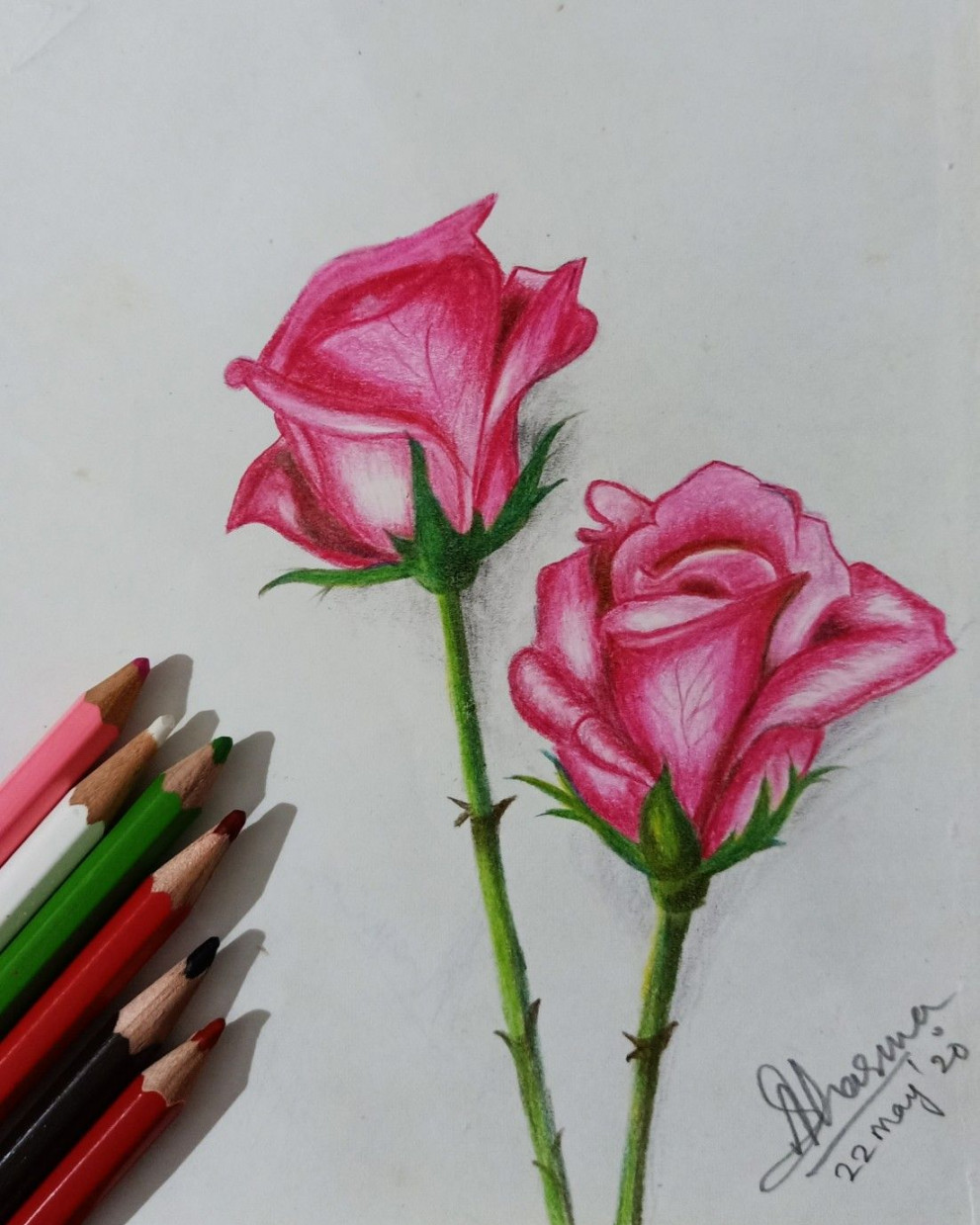 Color pencile sketch of Pink Rose  Color pencil drawing, Pencil