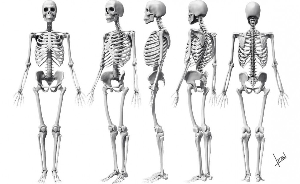 Complete Skeleton D modeling by alvesan on DeviantArt