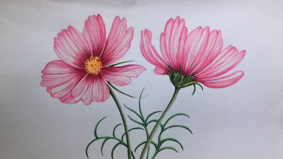 Cosmos Flowers Drawing in Color Pencils  How to Draw Flowers