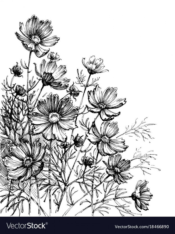 Cosmos flowers hand drawing garden background vector image on