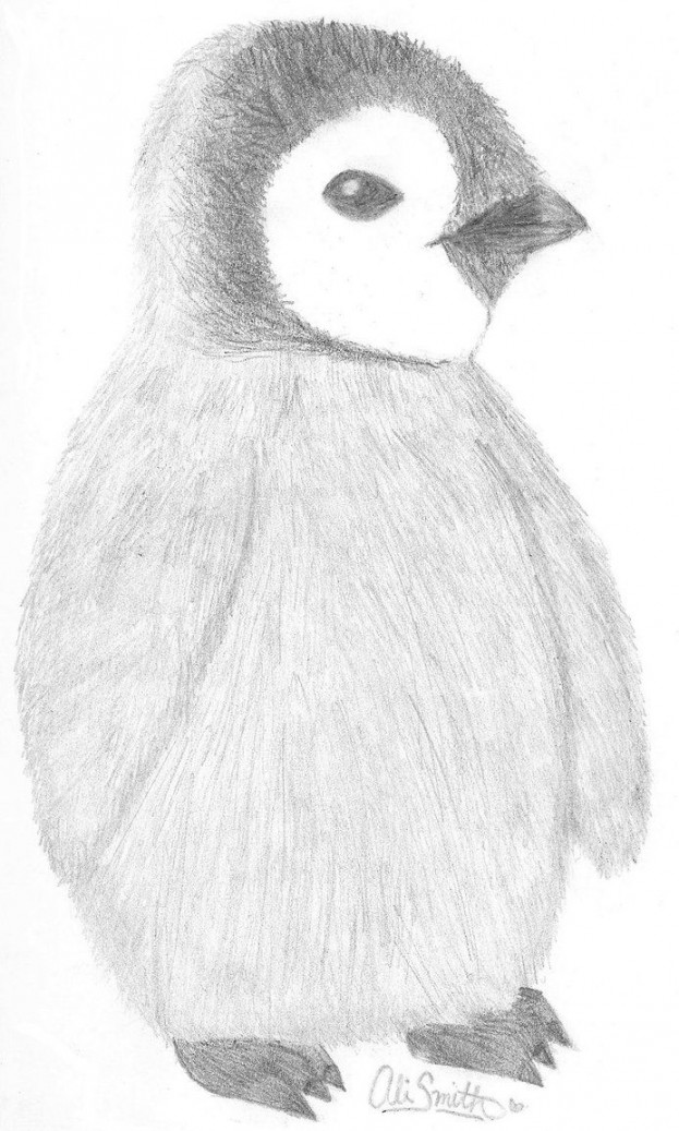 cute animal drawings in pencil - Google Search  Penguin drawing