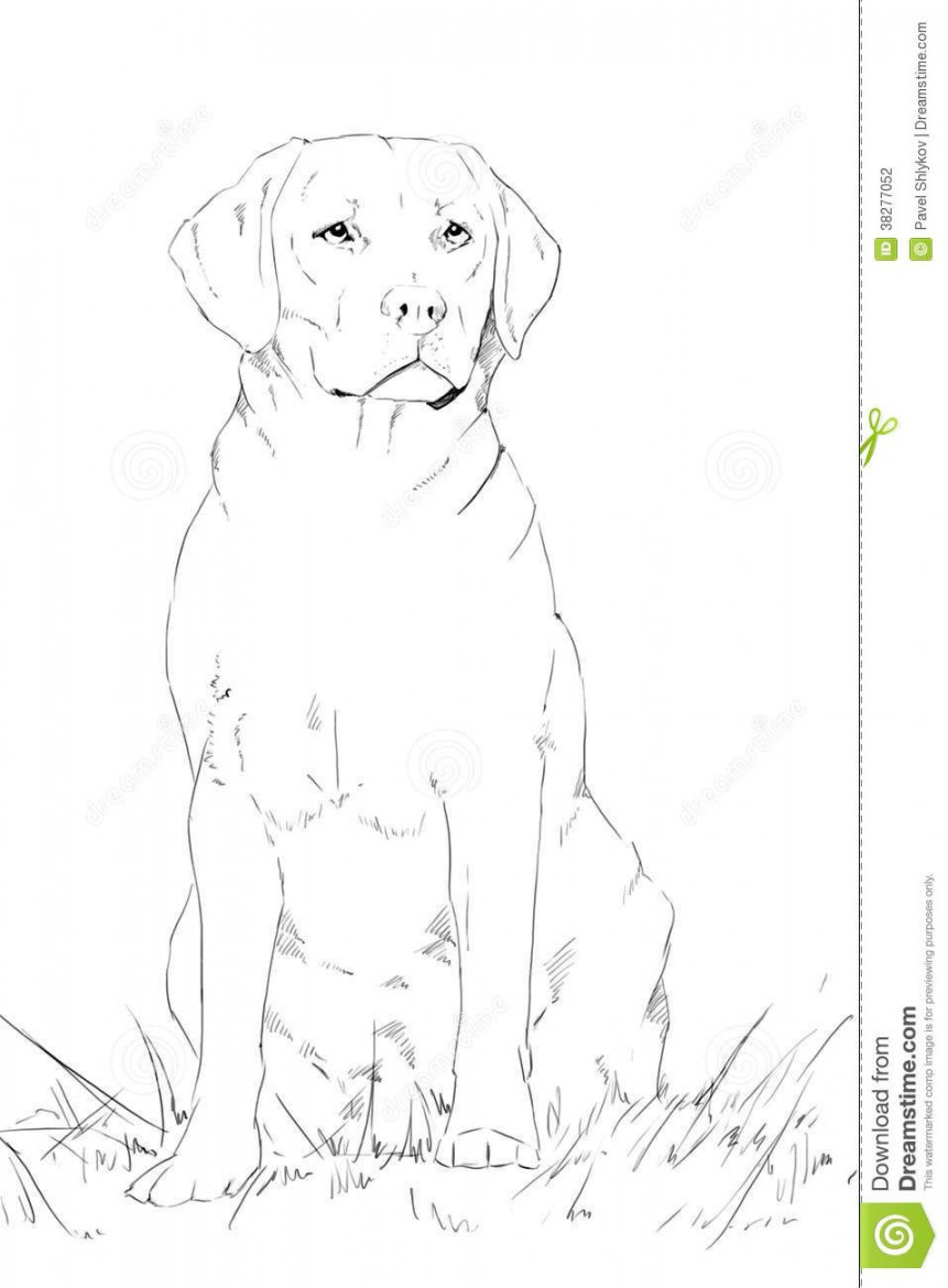 Dog sitting drawing  Dog sketch, Dog drawing, Dog pencil drawing