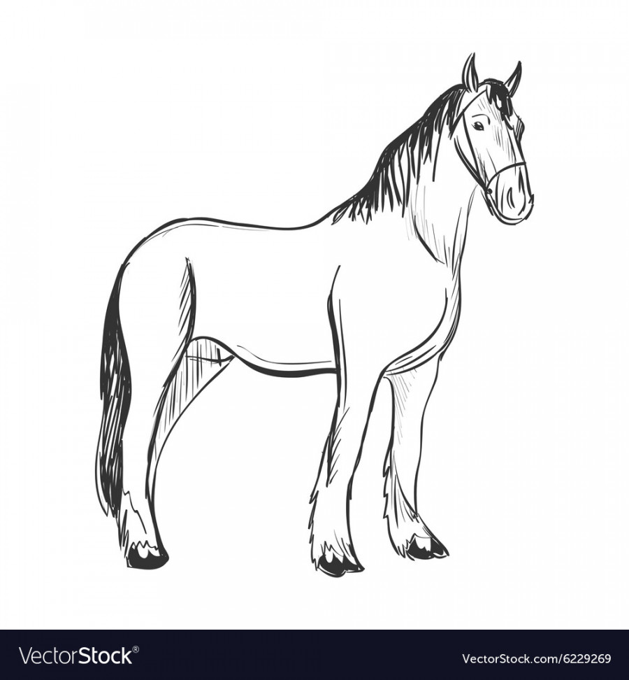 Doodle horse Royalty Free Vector Image - VectorStock