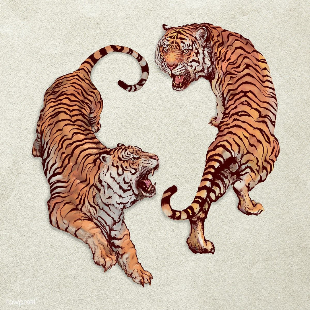Download premium image of Hand drawn roaring yin yang tigers