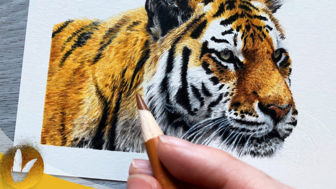 Drawing A Tiger With Colored Pencils  Colored Pencil Drawing Tutorial For  Beginners