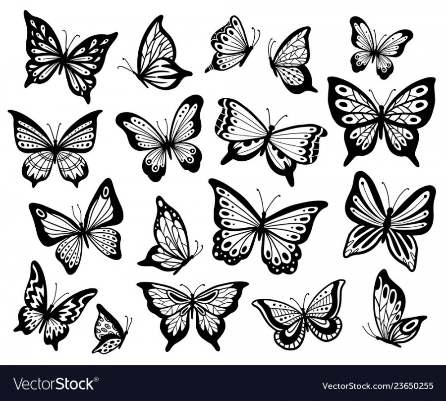 Drawing butterflies stencil butterfly moth wings Vector Image