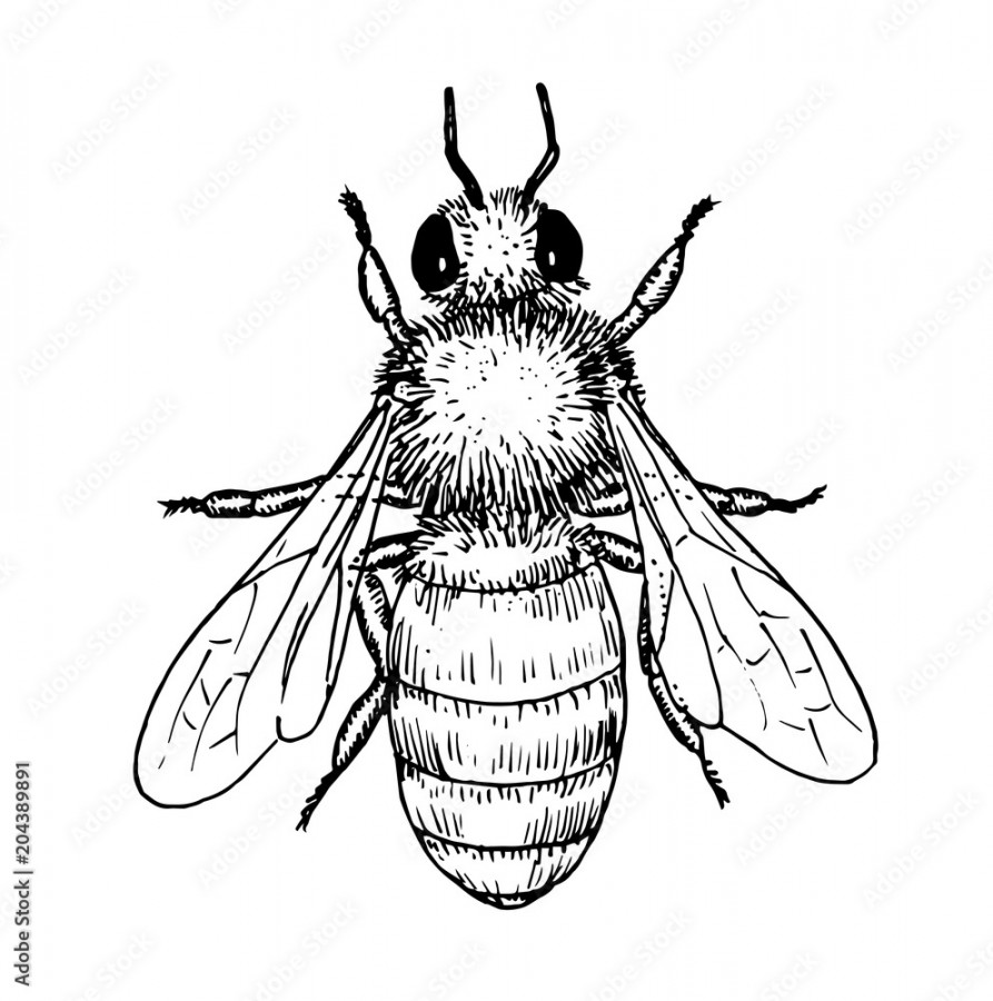 Drawing of honey bee - hand sketch of insect, black and white