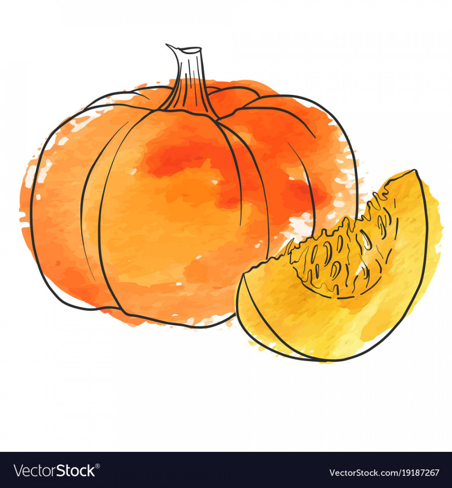 Drawing pumpkin Royalty Free Vector Image - VectorStock