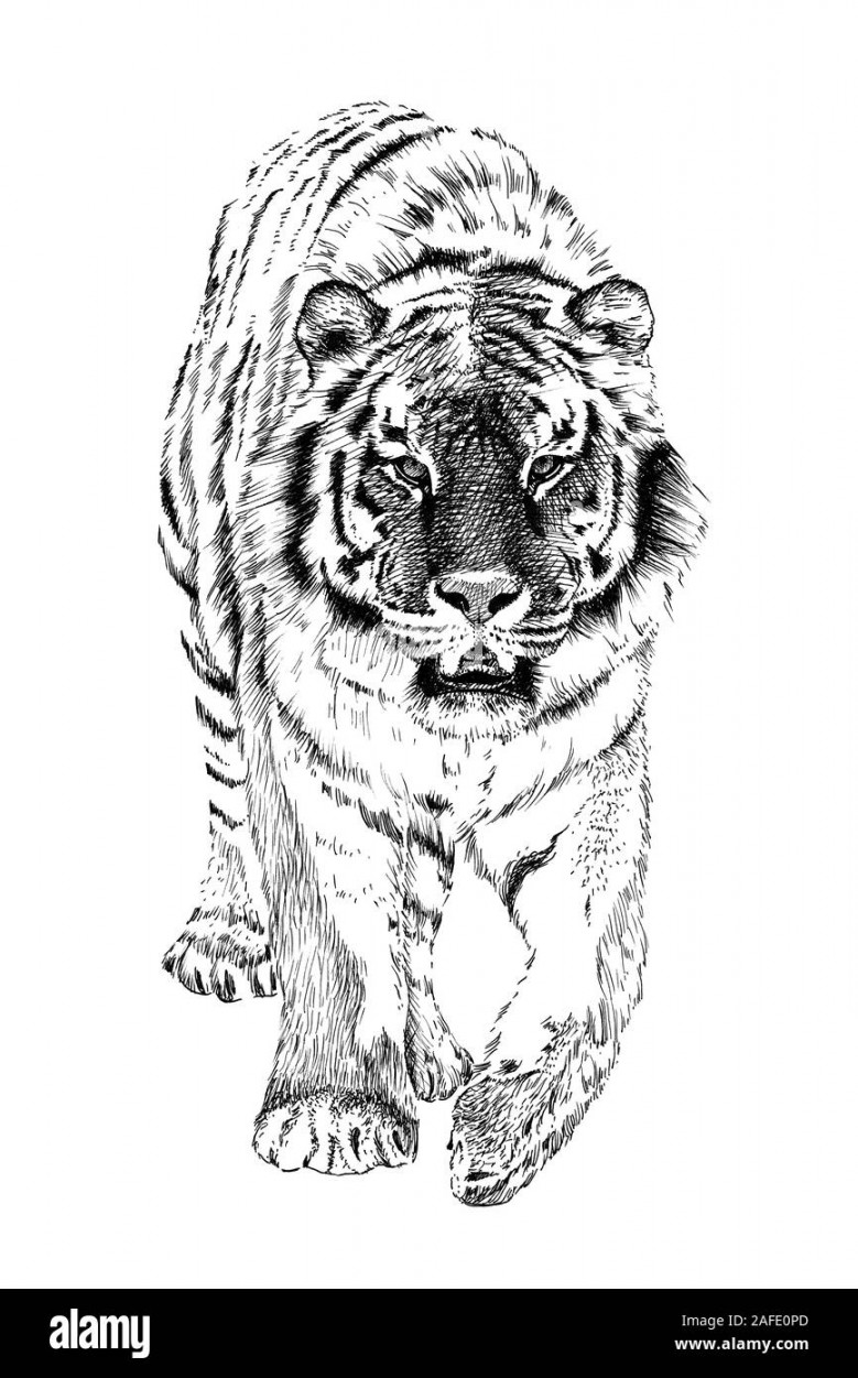 Drawing realistic illustration tiger hi-res stock photography and