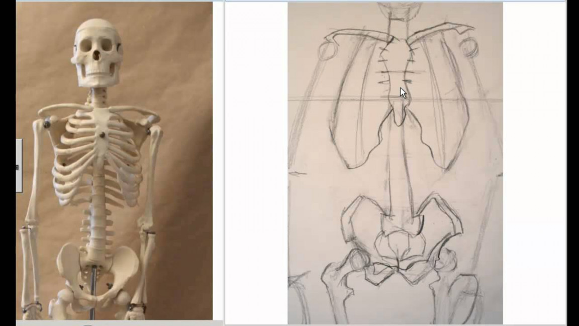 Drawing the Skeleton Front View preparation for Life Drawing