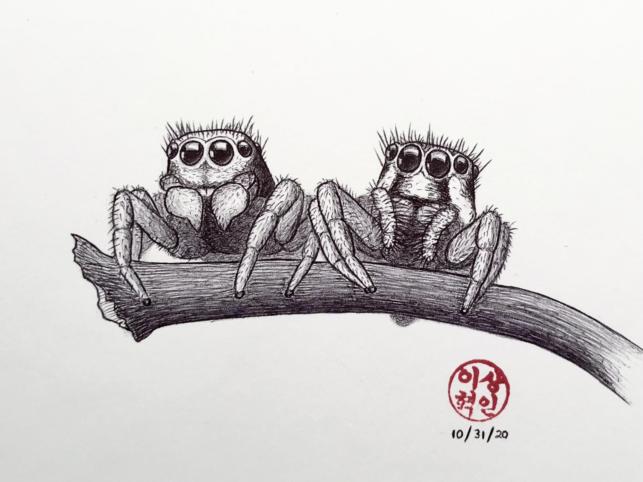 Drew a jumping spider couple w/ ballpoint pen  Spider drawing