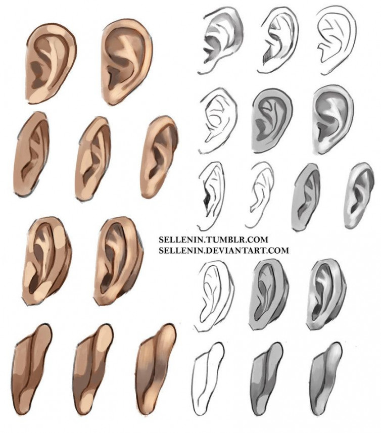 Ears reference  Ear art, Art reference photos, Art reference