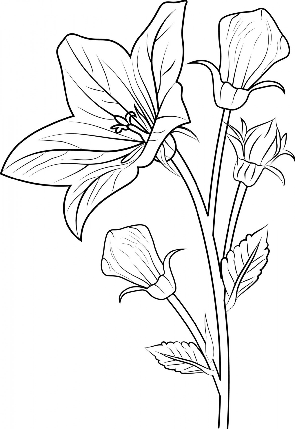 Easy yellow bellfloer drawing, illustration sketch of hand-drawn