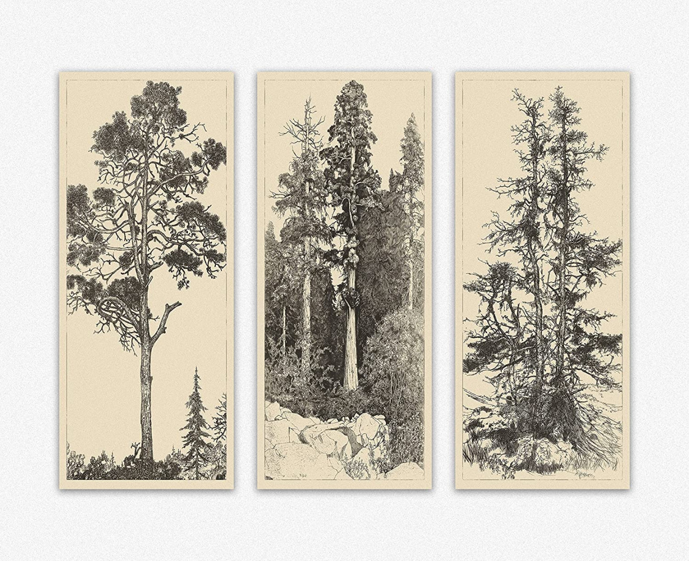 Educational Vintage Trees Posters for Room Aesthetic - Vintage Line  Drawings of Trees Set of  Wall Art Decor (. x