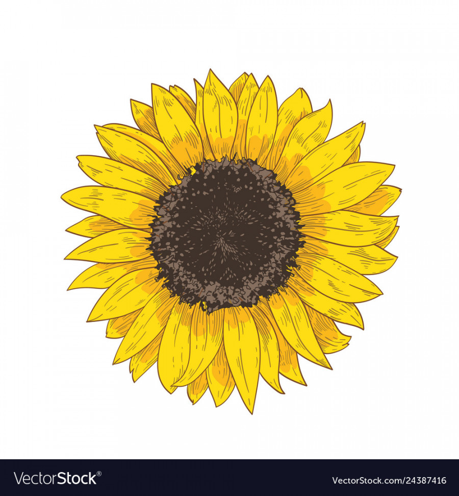 Elegant natural realistic drawing of sunflower Vector Image
