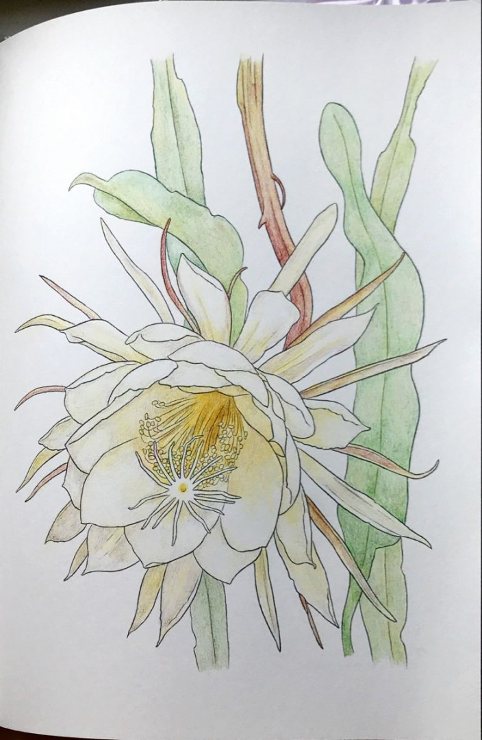 Epiphyllum: Queen of the Night 曇花  Flower drawing, Flower