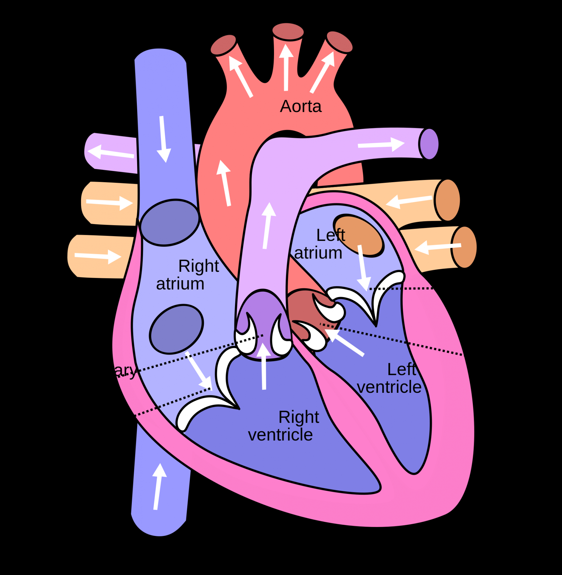 File:Diagram of the human heart