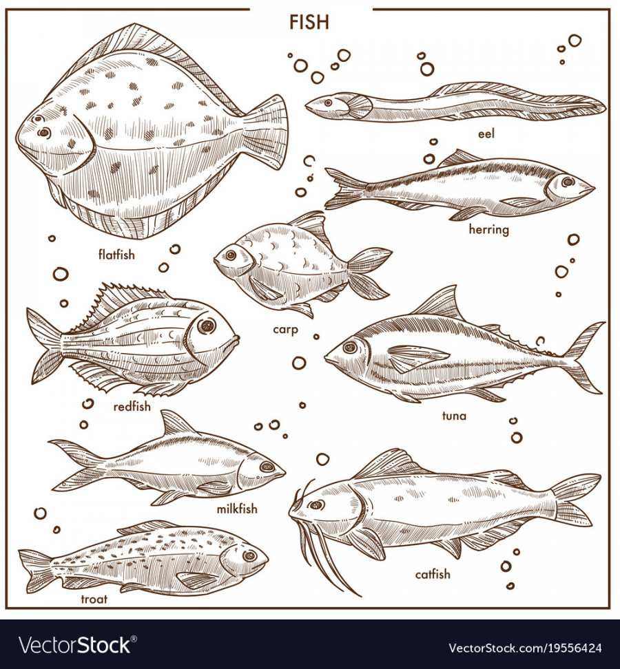 Fish sketch species with names isolated Royalty Free Vector