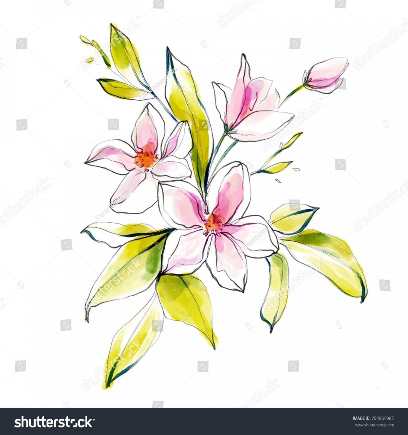 Flower Drawing Sketch Watercolor Nature Illustration Stock