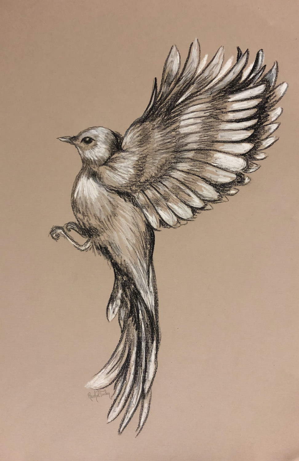 Flying-Original Drawing in Charcoal on Pastel Paper, Bird in Flight, Wings,  Minimalist, Peaceful, Freedom, bird drawing - Etsy