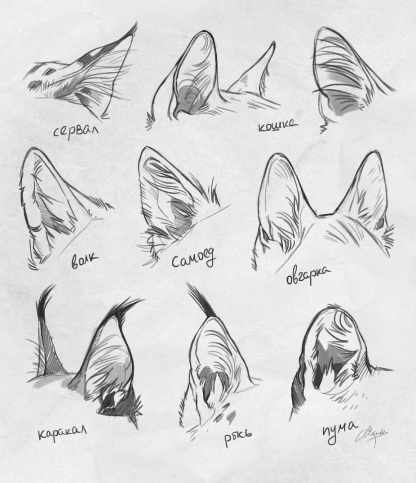 fox ears - Google Search  Эскизы животных, Рисование, Рисунки