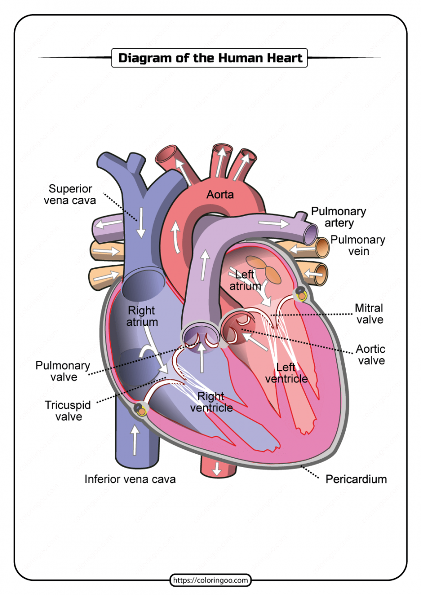 Free Printable Diagram of the Human Heart  Human heart diagram