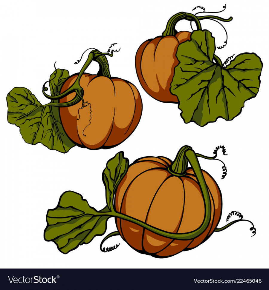 Freehand drawing of an orange pumpkin with leaves Vector Image