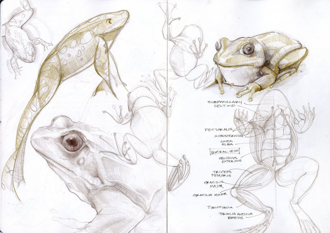 frog sketchbook spread  Anatomy sketches, Frog sketch, Sketch book