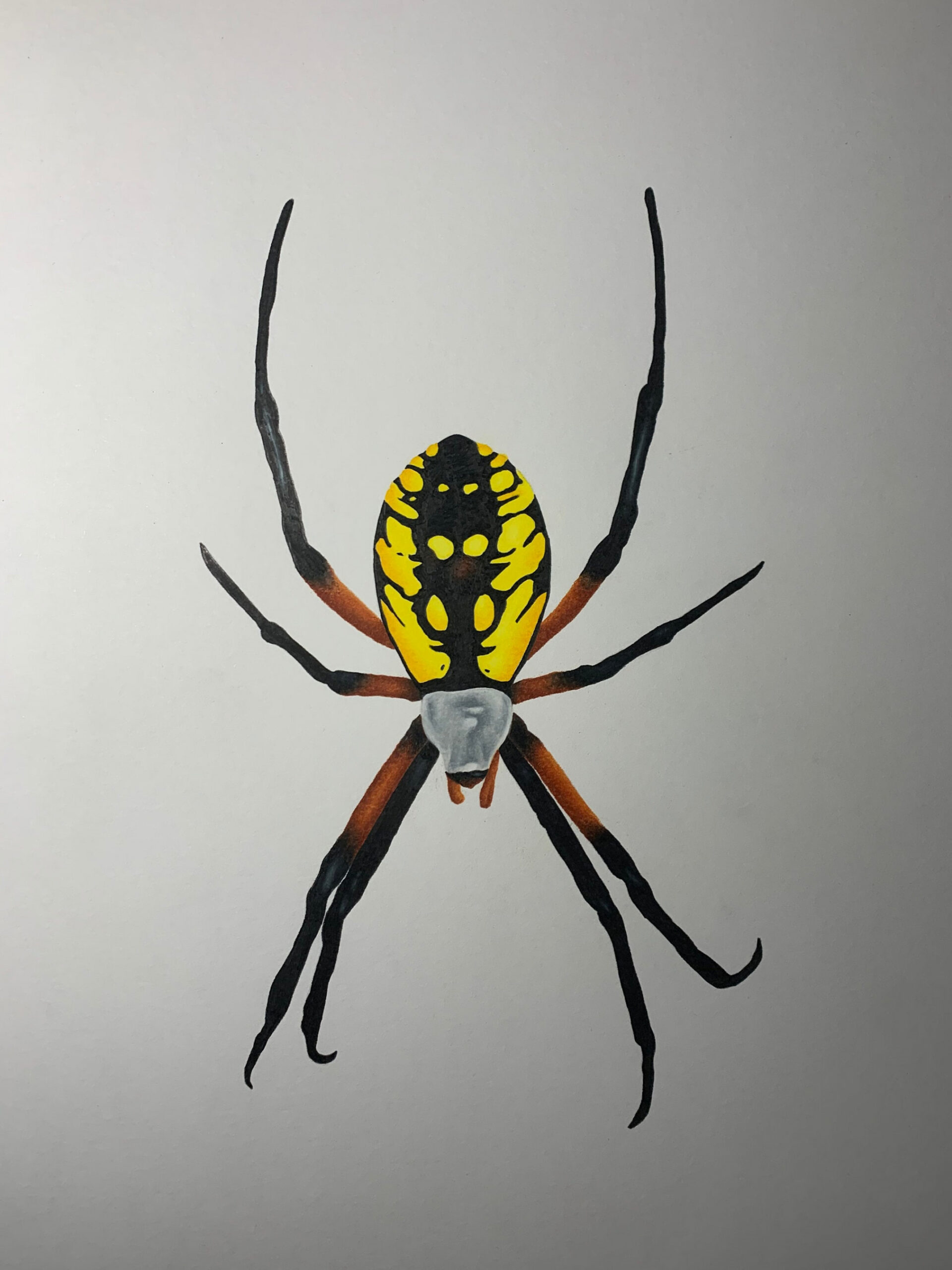 Garden Spider Original Colored Pencil Art - Etsy