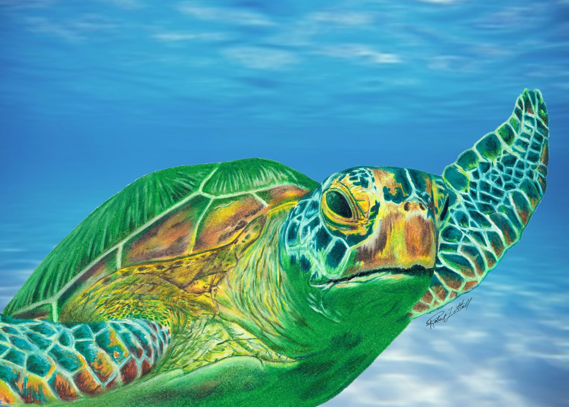 Green Sea Turtle Colored Pencil Drawing, Ocean Blue Background