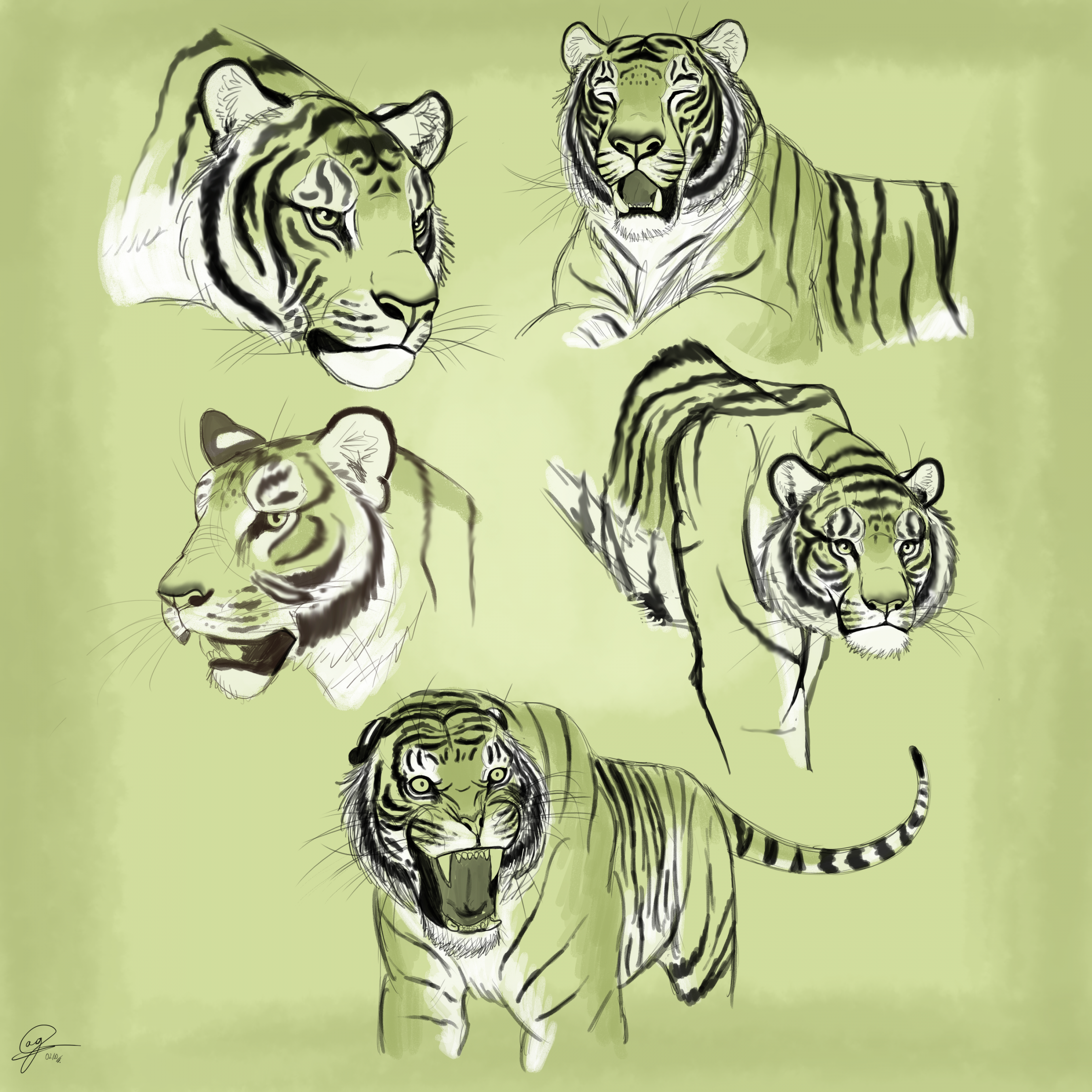 Green tiger sketches by allotyrannosaurus on DeviantArt