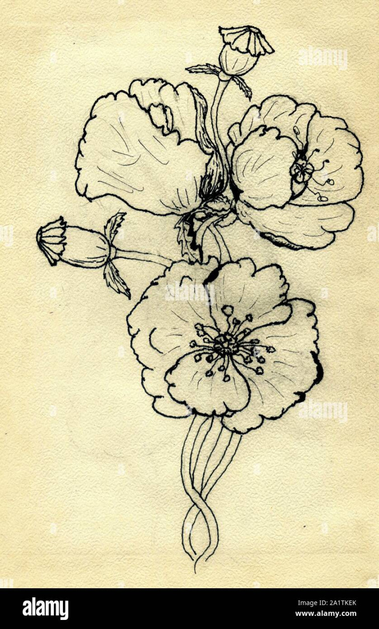 Grunge sketch of poppy flowers on yellow paper background Stock