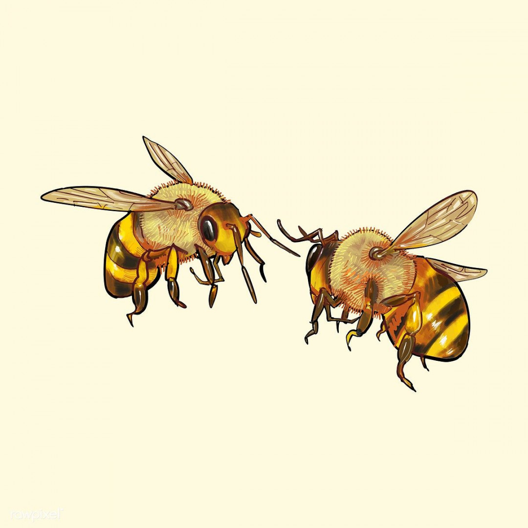 Hand drawn bee isolated on yellow background  Bee drawing, Bee